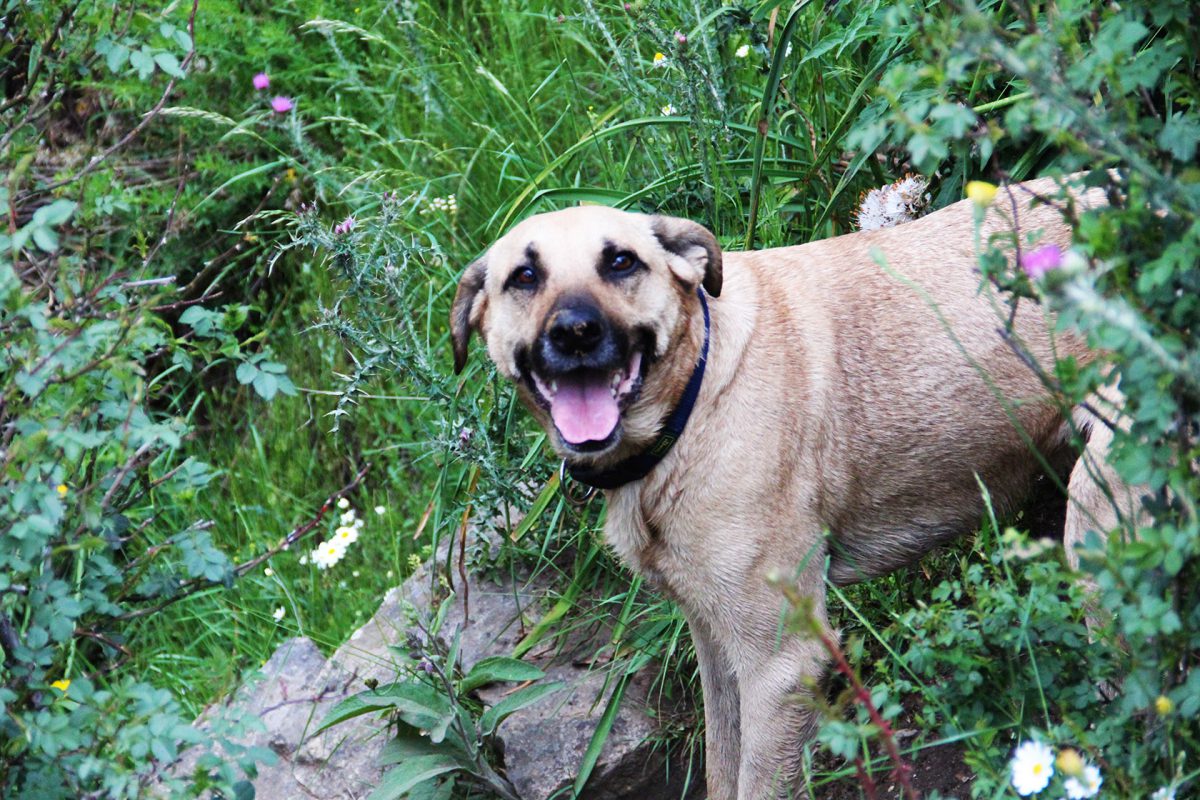 Foto perro feliz